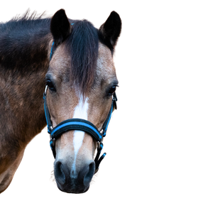 A gray pony with a black mane, a stripe, and a blue halter.